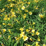 Mass planting of 'Stella d' Oro' daylily