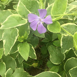 Vinca major 'Variegata' - 3.5 inch Pots (Minimum Quantity: 25 Plants)
