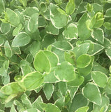 Vinca major 'Variegata' - 3.5 inch Pots (Minimum Quantity: 25 Plants)