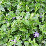 Vinca major