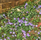 Vinca minor - 2.5 inch Pots (Minimum Quantity: 54 Plants)