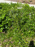 Carolina Jessamine - 3.5 inch Pots (Minimum Quantity: 25 Plants)
