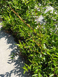 Carolina Jessamine - 3.5 inch Pots (Minimum Quantity: 25 Plants)