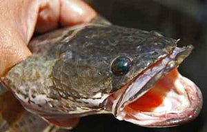 If You Catch A Snakehead Fish, Kill It
