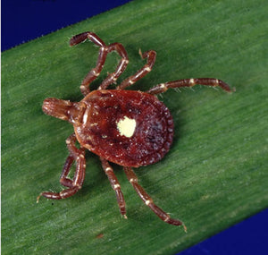 Deadly new tick
