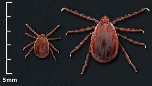 Asian Longhorned Ticks Coming Your Way?