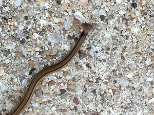 Experts warn of dangerous species of worm found in North Carolina