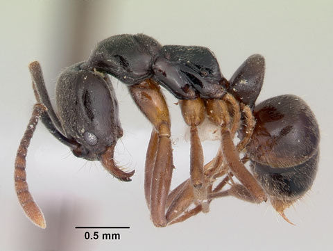 Asian Needle Ant