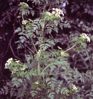 Poison Hemlock Is Spreading