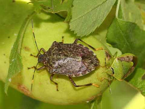 Another Invasive Creature: The Brown Marmorated Stink Bug
