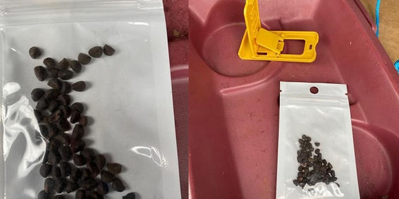 Photos of seeds sent to Virginians unsolicited/VDACS (Source: Virginia Department of Agriculture and Consumer Services)