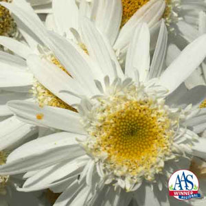 AAS Announces Leucanthemum Sweet Daisy Birdy 2021 AAS Perennial Winner