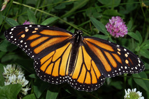 Number of monarch butterflies migrating to Mexico for winter is on the decline