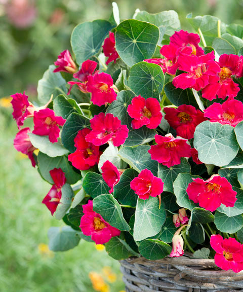 Nasturtium Baby Rose - Photo credit: All America Selections