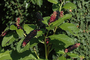 The Toxic Perennial You Don't Want To See In Your Yard