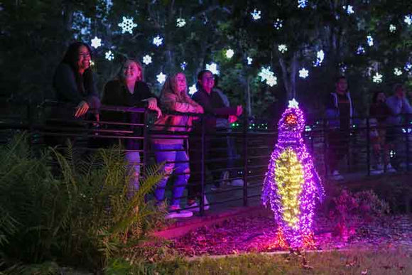 winter lights at UGA botanical garden