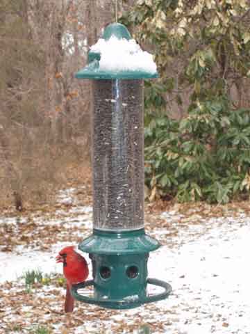 Brome Squirrel Buster bird feeder