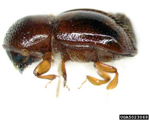 Xylosandrus germanus adult (ambrosia beetle). Photo provided by: Pennsylvania Department of Conservation and Natural Resources – Forestry Archive, Bugwood.org