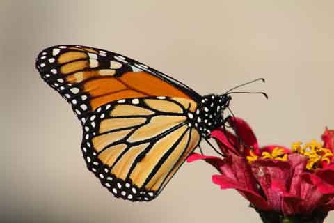 Monarch Butterfly On Flower. Photo Credit: Tinthia Clemant