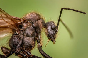 Scientists mindblown after discovering underground ant city 'equivalent to the Great Wall of China'