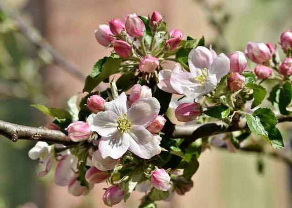 Apple blossoms