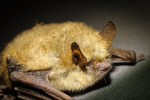 North American Bats In Decline