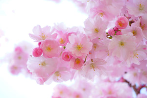 Travel Easier in Cherry Blossom Season