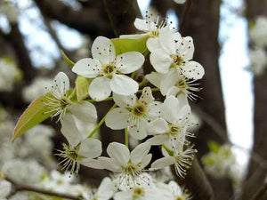 Bounty offered on invasive Bradford pear trees in some states