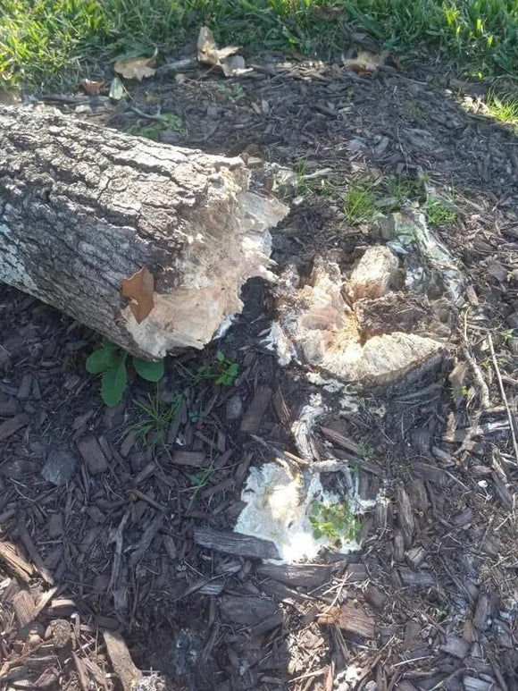 Broken tree. Photo credit: Reddit