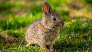 Integrated Pest Management (IPM) for gardeners