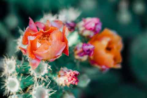 Cactus Flower - Photo by Adrianna Calvo from Pexels