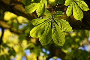 ICYMI: Researchers found new molecule found in chestnut leaves disarms dangerous staph bacteria.