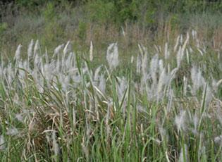 Cogon Grass - Photo by Karan Rawlins; University of Georgia