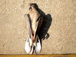 A team of US scientists is turning dead birds into drones