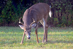 Oh, deer! White-tailed deer found to have Covid-19 antibodies.