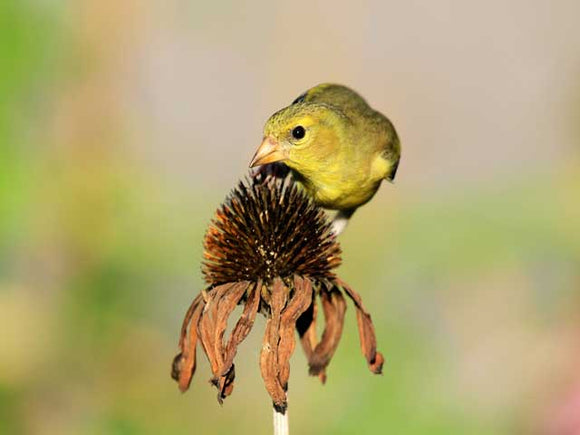 Finch on Echinacea - Coneflower