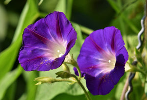 Morning glory plants resistant to glyphosate!