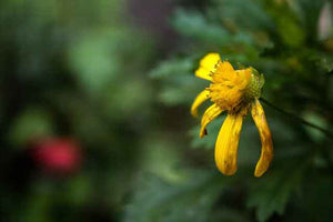 After The Storm - Effects on Pollinators and Pollination