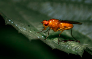 Will your fruit fly infestations become a thing of the past?