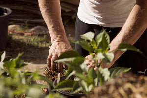 We recommend these summer gardening tasks.
