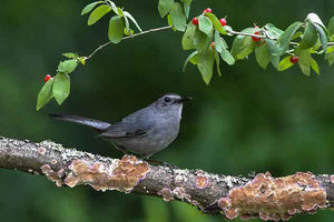 Plant tasty treats in your yard for migratory birds