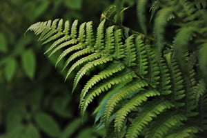 Mosses and ferns offer hope against plant disease