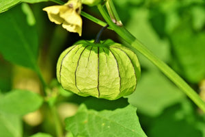 Groundcherry gets genetic upgrades: Turning a garden curiosity into an agricultural powerhouse