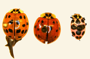 Oh No! Lady Beetles In The Garage!