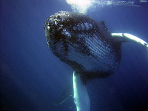 Groups seek probe of NY-NJ whale deaths amid wind power prep