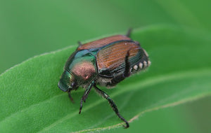 Avoid these plants to avoid Japanese Beetle infestations.