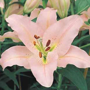 How To Plant Asiatic Lily