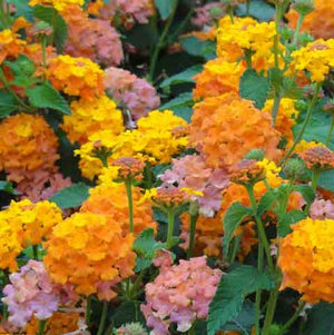 National Garden Bureau announces 2020 is Year of the Lantana