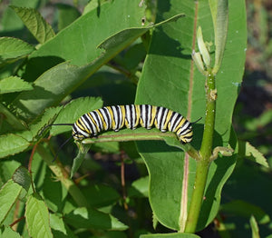 Big monarch caterpillars don’t avoid toxic milkweed goo. They binge on it