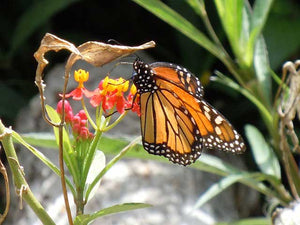 You can help Monarch butterflies survive